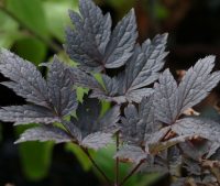 Dark brown deeply serrated leaves