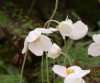 Show product details for Anemone sylvestris