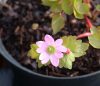 Show product details for Anemonella thalictroides Tairin