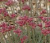 Show product details for Antennaria dioica Alex Duguid