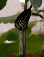 Near black flower with white stripes