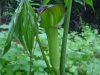 Show product details for Arisaema consanguineum