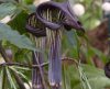 Show product details for Arisaema iyoanum nakaianum