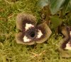 Show product details for Asarum splendens