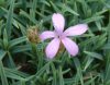 Show product details for Dianthus ACW2116