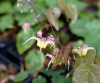 Show product details for Epimedium Fire Dragon