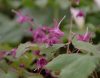 Show product details for Epimedium grandiflorum Lilafee