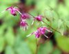 Show product details for Epimedium grandiflorum Rubin Krone