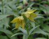 Show product details for Fritillaria camschatcensis flavescens