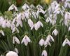 Show product details for Galanthus Silverwells