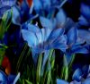 Show product details for Gentiana Dark Hedgehog