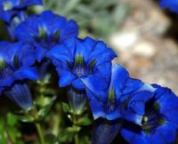 Dark blue trumpet flowers