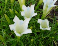 White trumpet flowers with blue spots