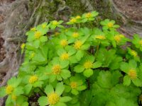 Good greenish yellow flowers in early spring over rich green foliage.