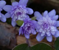 Big lavender to purple double flowers