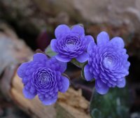 Full double deep purple flowers