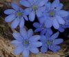 Show product details for Hepatica transsilvanica Blue Eyes