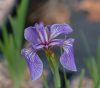 Show product details for Iris canadensis