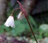 Show product details for Leucojum autumnale