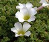 Show product details for Oxalis enneaphylla