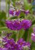 Show product details for Primula beesiana