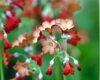 Show product details for Primula florindae Ray's Ruby