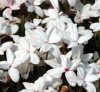 Show product details for Rhodohypoxis Dawn