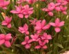 Show product details for Rhodohypoxis milloides