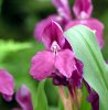 Show product details for Roscoea humeana Rosemoor Plum