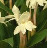 Show product details for Roscoea humeana Lutea Short Form