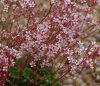 Show product details for Saxifraga Winifred Bevington