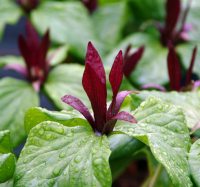Rich deep red erect petalled flowers and fresh green foliage.