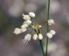Show product details for Allium virgunculae album