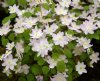 Show product details for Anemonella thalictroides Charlotte