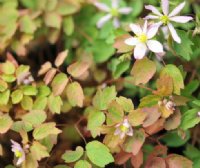 Pale pink small flowers and gently variegated foliage.