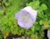 Show product details for Campanula incurva