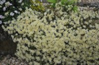 Creamy star shaped flowers in abundance in spring with evergreen foliage.