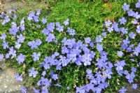 Gorgeous blue mats of flowers