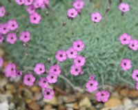 Dainty rich pink rounded flowers over bluish foliage