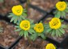 Show product details for Eranthis tubergenii Sachsengold