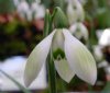 Show product details for Galanthus Cowhouse Green