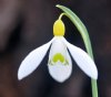 Show product details for Galanthus Dryad Gold Star