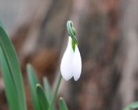 A typically big flower on this elwesii group Galanthus