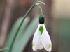 Show product details for Galanthus Glenchantress
