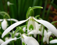 Nice fine green marking to the outer petals on this Galanthus