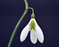 Galanthus The Pearl