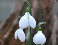 Large puckered white petals on this Galanthus