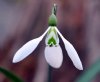 Show product details for Galanthus Ruth McClaren