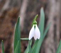 Galanthus The Whopper