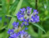 Show product details for Gentiana dahurica